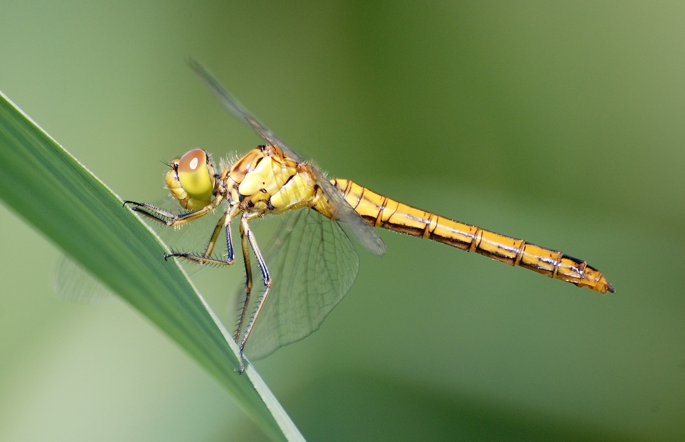 Sympetrum striolatum ?